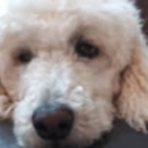 Meet your Posher, Enchantez